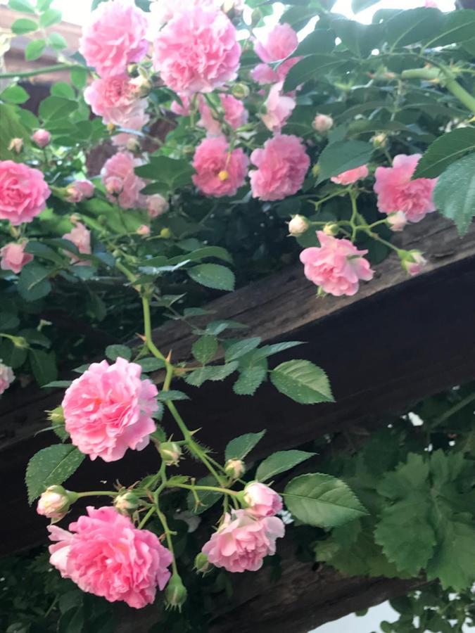 Lasmari'S Bouquet Sykopetra ภายนอก รูปภาพ